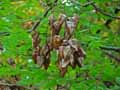 Sapindaceae-Koelreuteria-paniculata-Savonnier-Bois-de-Panama.jpg