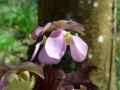 Sarracenia purpurea ssp. venosa