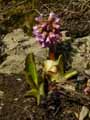 Saxifragaceae-Bergenia-cordifolia-Rose-de-paques-a-feuilles-cordees-Bergenia-cordee.jpg