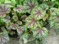 Saxifragaceae-Heuchera-Green-Spice-Heuchere-20131128142854.jpg