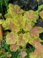 Saxifragaceae-Heuchera-Tiramisu-Heuchere-20131128142956.jpg