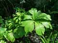 Saxifragaceae-Rodgersia-aesculifolia-Rodgersie-a-feuilles-de-Marronier.jpg