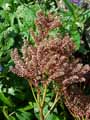Saxifragaceae-Rodgersia-pinnata-Rodgersie-a-feuilles-pennees.jpg
