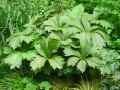 Saxifragaceae-Rodgersia-podophylla-Rodgersia-a-feuilles-en-pieds-de-canard-9887.jpg