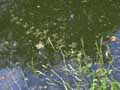 Scrophularia aquatica