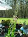 Verbascum phoeniceum Summer Sorbet