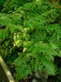 Selaginella biformis