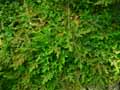 Selaginella diffusa