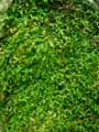 Selaginella heterodonta
