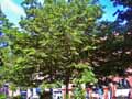 Simaroubaceae-Ailanthus-altissima-Ailanthus-glandulosa-Ailante-Faux-Vernis-du-Japon.jpg