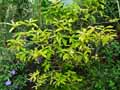 Solanaceae-Brunfelsia-uniflora-Brunfelsie-Mercure-vegetal-Manaca.jpg