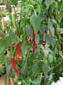 Solanaceae-Capsicum-annuum-Piment-rouge-Piment-fort-Piment-de-Cayenne-Piment-d-ornement.jpg