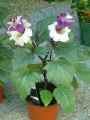 Solanaceae-Datura-metel-Double-Purple-Datura-Stramoine-9902.jpg