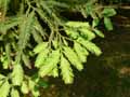 Taxodiaceae-Sequoia-sempervirens-Sequoia-toujours-vert-Sequoia-a-feuilles-d-If-Coast-Redwood.jpg