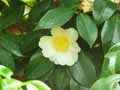 Camellia japonica Silver Waves