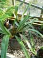 Thelypteridaceae-Cyclosorus-weberi-Winkleri-Cyclosorus.jpg