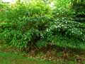 Trochodendron aralioides