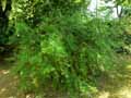 Zelkova carpinifolia
