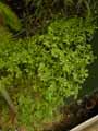 Urticaceae-Pilea-trianthemoides-Artillery-plant.jpg