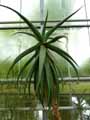 Aloe arborescens x marlothii