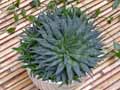 Xanthorrhoeaceae-Aloe-aristata-Aloes-a-aretes-Lis-du-desert-a-aretes.jpg