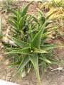 Xanthorrhoeaceae-Aloe-brevifolia-Aloes-a-feuilles-courtes-Kleinaalwyn.jpg