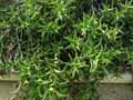 Xanthorrhoeaceae-Aloe-concinna-Aloes.jpg