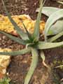 Xanthorrhoeaceae-Aloe-erythrophylla-Aloes.jpg