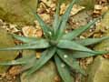 Xanthorrhoeaceae-Aloe-ferox-Aloes-feroce-Aloes-du-Cap-Bitter-aloe.jpg