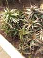 Xanthorrhoeaceae-Aloe-jucunda-Aloes.jpg