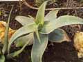 Xanthorrhoeaceae-Aloe-karasbergensis-Karasburg-Coral-Aloe.jpg