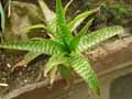 Xanthorrhoeaceae-Aloe-maculata-Aloes-macule.jpg
