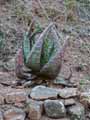 Xanthorrhoeaceae-Aloe-marlothii-Aloes-Lis-du-desert.jpg