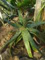 Xanthorrhoeaceae-Aloe-mcloughlinii-Aloes.jpg