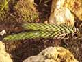 Xanthorrhoeaceae-Astroloba-spiralis-Astroloba.jpg