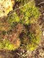 Xanthorrhoeaceae-Haworthia-chloracantha-Haworthia-chloracantha.jpg