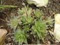 Xanthorrhoeaceae-Haworthia-cymbiformis-Haworthia.jpg
