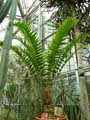 Encephalartos woodii