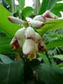 Zingiberaceae-Alpinia-zerumbet-Fleur-de-mon-ame-Gingembre-coquille-Longose-Larmes-de-la-vierge-Fleur-du-paradis.jpg