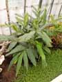 Zingiberaceae-Amomum-compactum-Cardamome-naine-Fausse-Cardamome-Cardamome-a-grappes-Cardamome-ronde-Amone-a-grappe.jpg