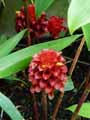 Zingiberaceae-Tapeinochilos-ananassae-Reine-de-Malaisie-Rose-de-Malaisie.jpg